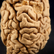 Illustration for article titled 7 Mind-Blowing Artifacts That Reveal the Strange Beauty of Brains